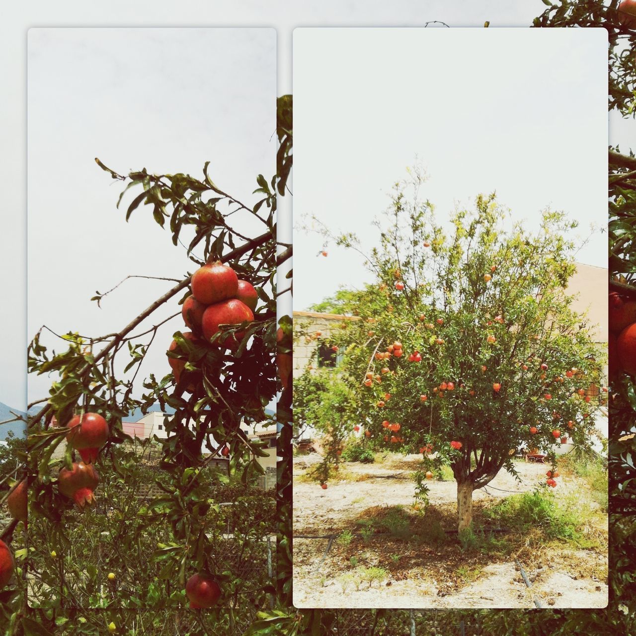 tree, growth, hanging, branch, red, low angle view, nature, plant, leaf, street light, green color, lighting equipment, no people, auto post production filter, day, sky, outdoors, sunlight, clear sky, fruit