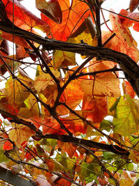 Low angle view of maple leaves on tree