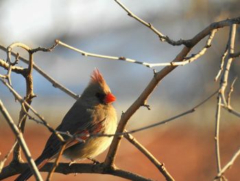 Close-up of bird perching on branch