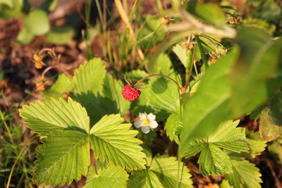 Close-up of insect on plant
