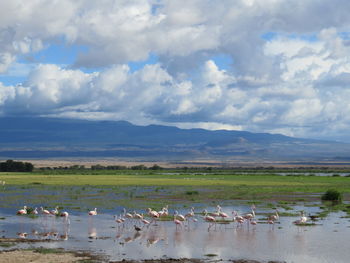 Birds perching on lake against sky