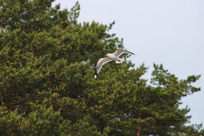 Low angle view of seagull flying