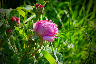 Close-up of pink rose