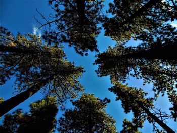 Low angle view of trees against clear sky