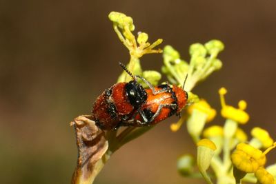 Close-up of insect on flower