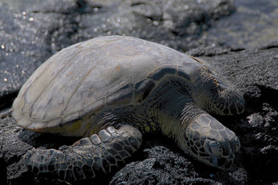 A wonderful big turtle on the makalawena beach in big island - hawaii