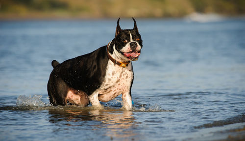 Portrait of a dog in the water