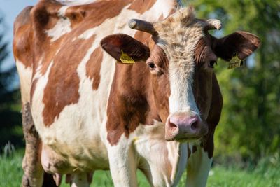 Portrait of cow