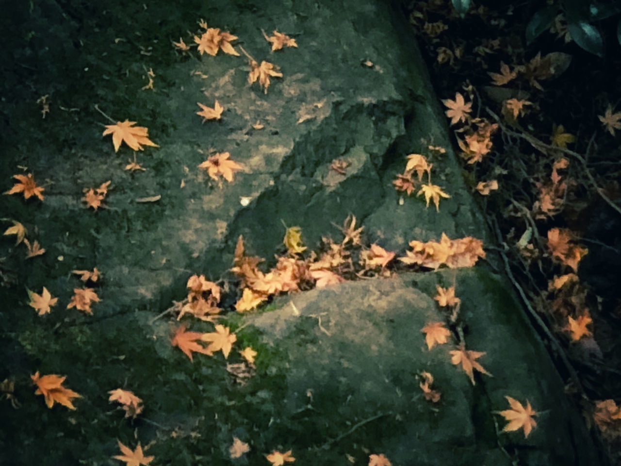 HIGH ANGLE VIEW OF MAPLE LEAVES ON TREE