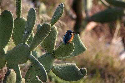 Close-up of bird perching on plant