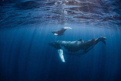 Close-up of swimming in sea