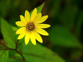 Close-up of daisy flower
