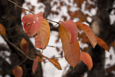 Close-up of dried autumn leaves