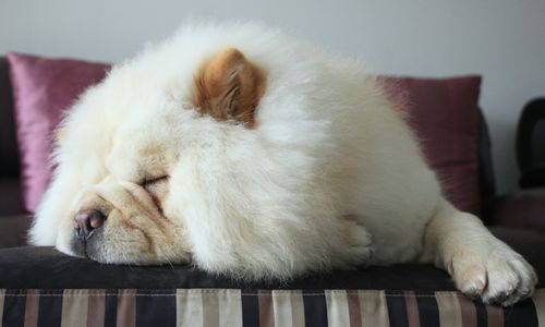 Close-up of cat resting