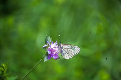 Close-up of butterfly pollinating flower