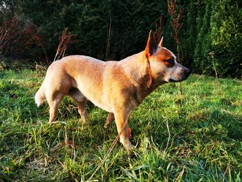 Dog standing in field