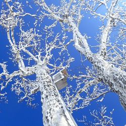 Low angle view of tree against blue sky