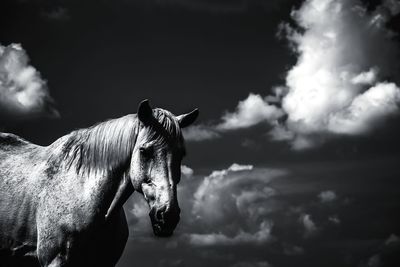 Side view of a horse