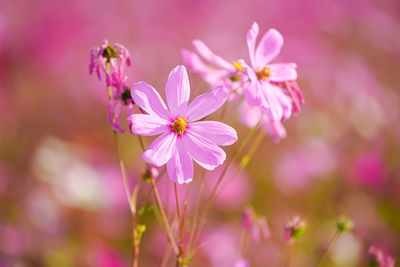 Close-up of pink cosmos flowers