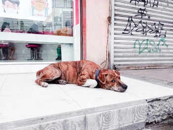 Dog sleeping in a window