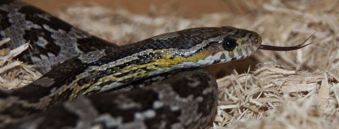 Close-up of corn snake on hay