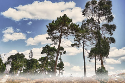 Low angle view of trees against sky