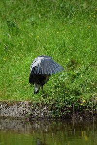 Bird on grass