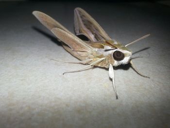 Close-up of insect