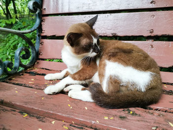 Cat relaxing on wood against wall