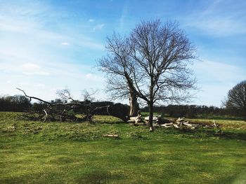 Bare tree on field against sky