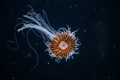 Close-up of jellyfish in sea