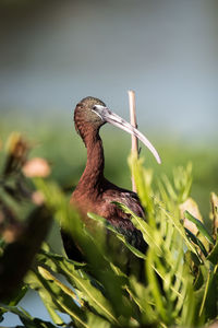 Close-up of a bird