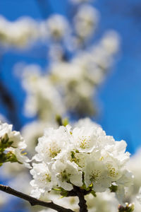 Close-up of white cherry blossom plant