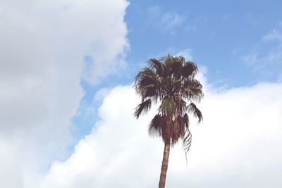 Low angle view of palm tree against sky