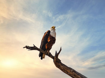 Low angle view of eagle perching on branch against sky