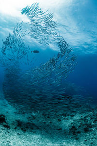 A school of australian barracuda