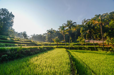 Scenic view of agricultural field against sky