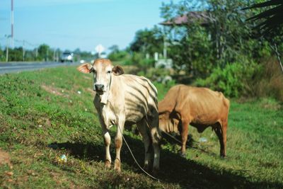 Cows on field against sky