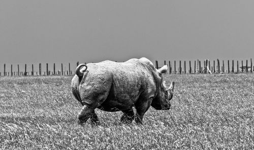 Horse standing in field