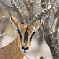 Portrait of black-faced impala with horns