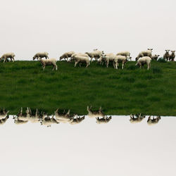 Sheep grazing on field against clear sky
