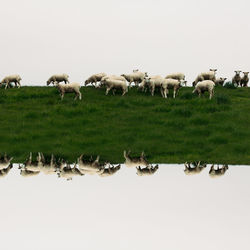 Sheep grazing on field against clear sky