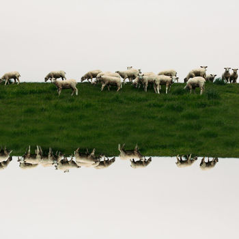 SHEEP GRAZING ON FIELD AGAINST SKY