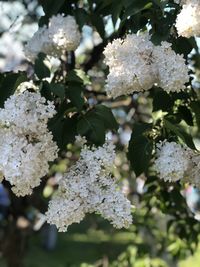 Close-up of white cherry blossom tree