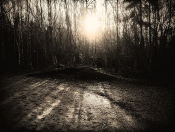 Sun shining through trees