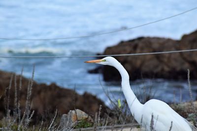 Close-up of great egret perching against sea