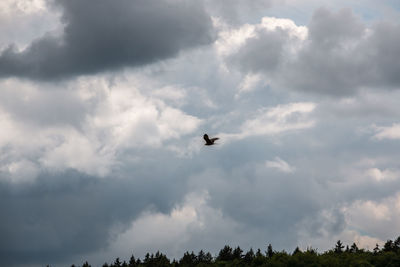 Low angle view of silhouette birds flying against sky