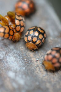 Close-up of ladybug