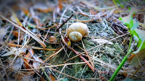 Close-up of snail on land