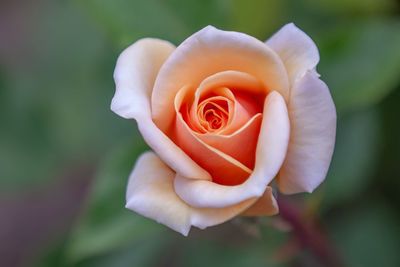 Close-up of rose against blurred background